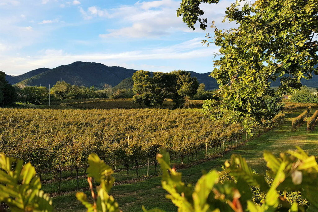 Vigne della cantina Mosnel a Camignone in Franciacorta