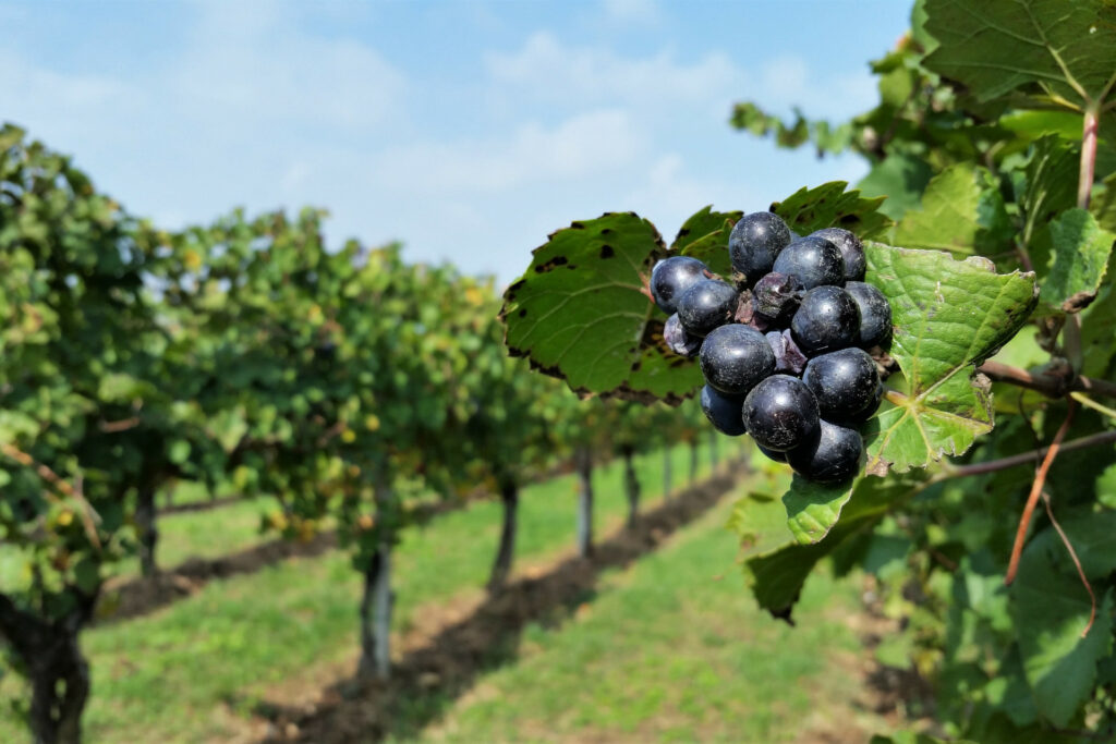 Vigna di Franciacorta con grappolo d'uva in primo piano