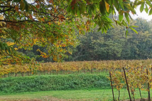 I colori dell'autunno in Franciacorta