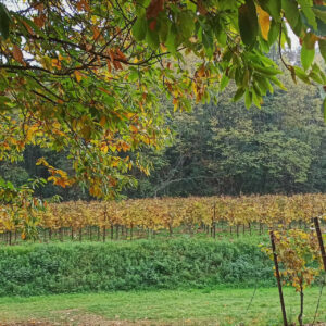 I colori dell'autunno in Franciacorta