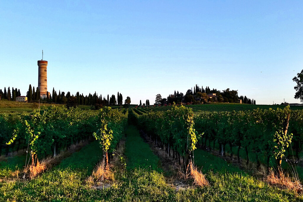 Vigneti del Lugana