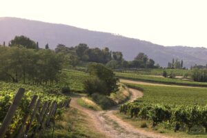 Visita guidata: Strada del Vino Franciacorta Scorcio sulle vigne delle colline moreniche di Franciacorta