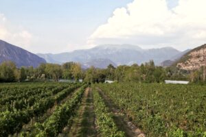 Visita guidata: Strada del Vino Franciacorta Vista su un vigneto che affaccia sulle Torbiere del Lago d'Iseo